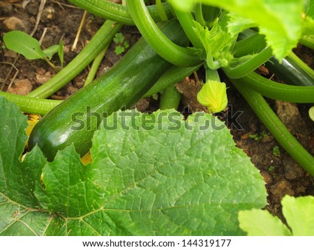 Closeup of zucchini and developing squash blossoms on a plant in the vegetable garden.