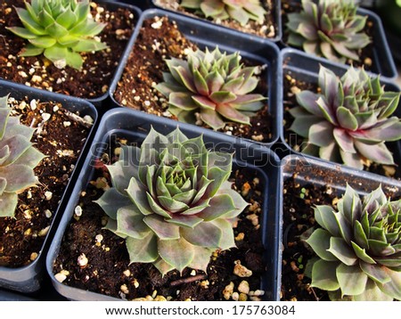 A flat of sempervivum (hens and chicks) plants for sale in individual plastic pots.