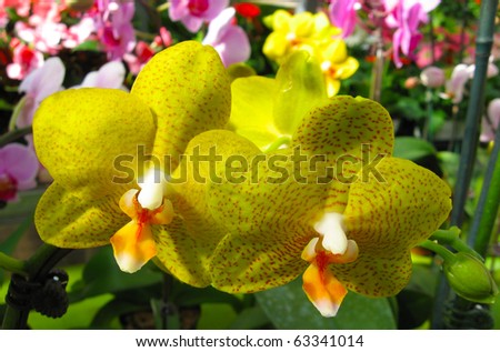 Two gorgeous yellow orchids, side by side, macro, with a large green house background.