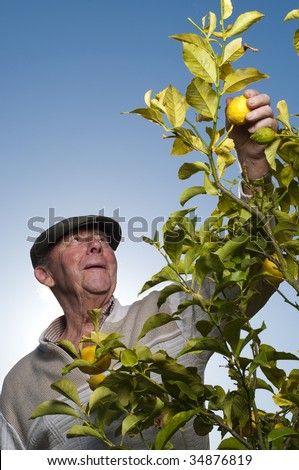 Sad man reaching for lemon of  lemon tree