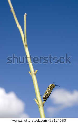 Monarch Caterpillar eating plant bare