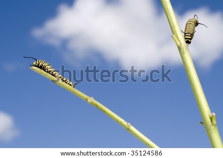 Monarch Caterpillar eating plant bare