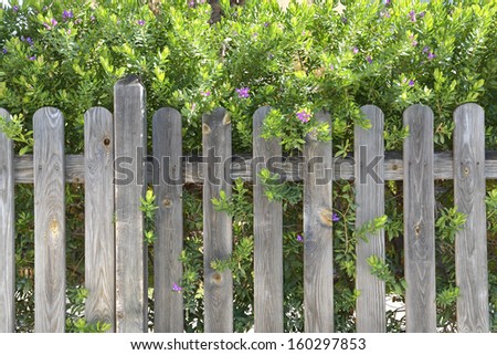 Wooden fence in garden with plant