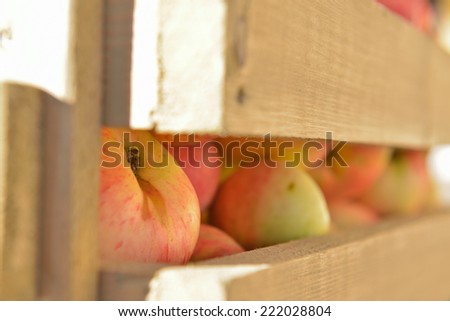 Wooden crate box full of fresh apples (close up)