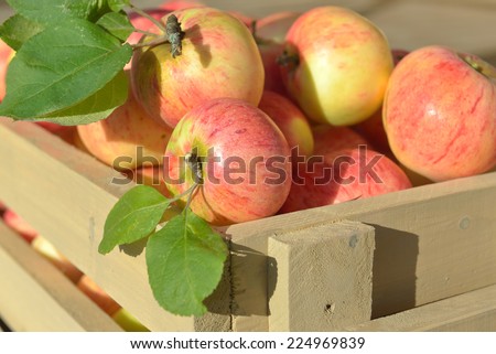Wooden crate box full of fresh apples (close up)