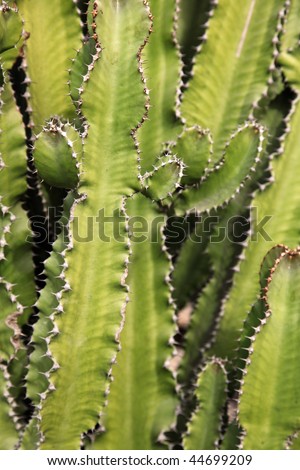 An up close look at a Cactus tree.  Great for Cactus Backgrounds.
