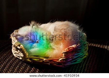 rainbow toy cat in a basket