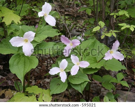 Flowers Canada on Canada S National Flower Stock Photo 595021   Shutterstock