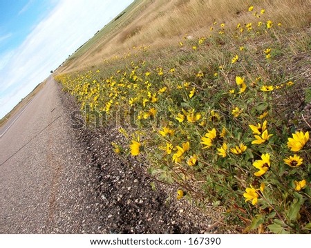 Flowers alongside the highway