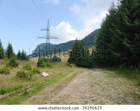 beautiful landscape with pinewood and rocky road