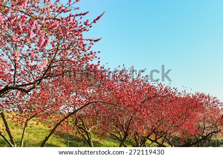 hana peach blossom tree in blue sky