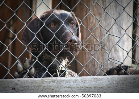 brown dog locked in a cage