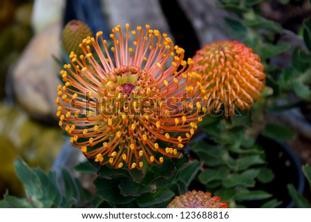South African indigenous fynbos flower called a \