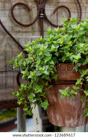 Succelent ground cover plant in an old rustic terracotta pot with rusted wrought iron decoration in the background.