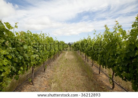 View of a vineyard along two rows of vines, showing irrigation, soil, vine and blue sky.