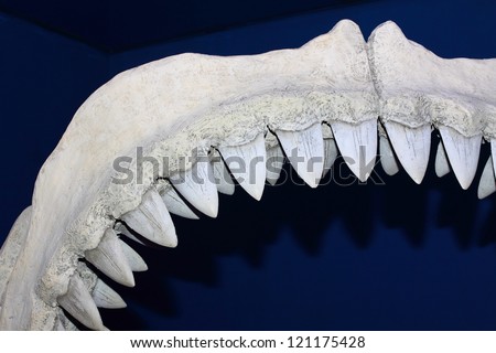 Jaws shark.