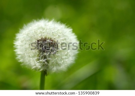 Dandelion white