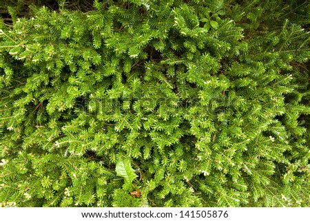 close up photo of pine needle leaves in green colors