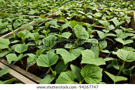 close up of small zucchini growing inside a greenhouse