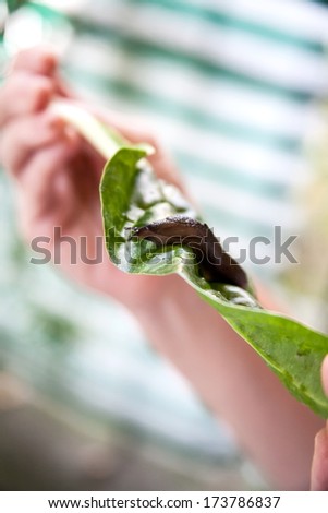 Black slug at the plant