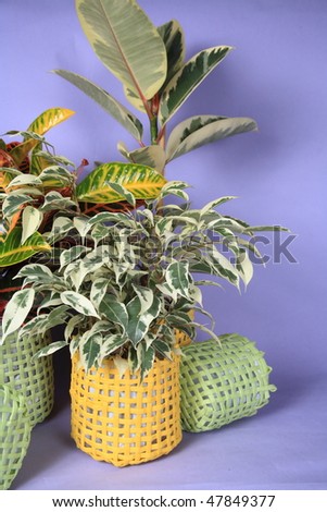 Creeper plant in the basket