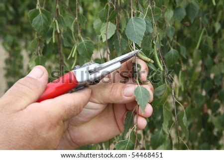 Grafting Of Plants. stock photo : Grafting plants