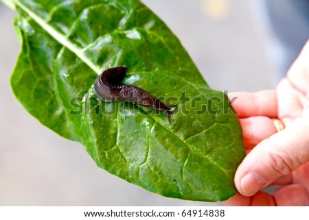 Black slug at the plant