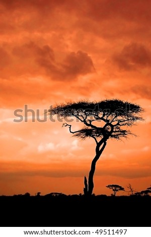 african sunset silhouettes