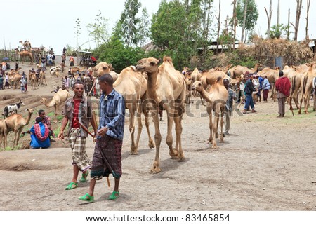 BATI, ETHIOPIA - AUGUST 1: Bati cattle market, various ethnic groups such as Afar, Oromo and Amara come weekly to sell their camels, cows and goats, August 1, 2011 in Bati, Ethiopia