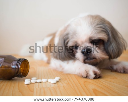 Sick dog - White medicine pills spilling out of bottle on wooden floor with blurred cute Shih tzu dog background. Pet health care, veterinary drugs and treatments concept. Selective focus.