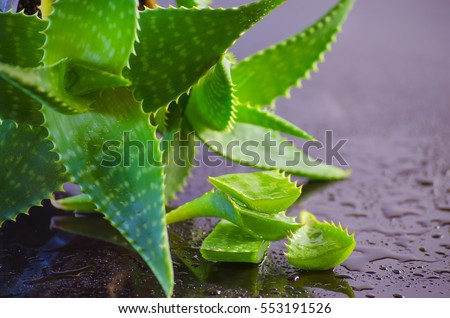 medicinal plant aloe vera leaves on black background
