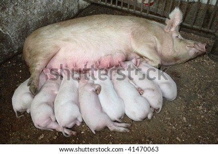 Pig and  piglets