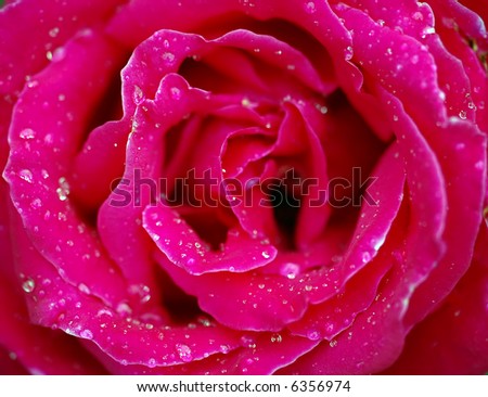 A close-up picture of a pink rose covered with water droplets
