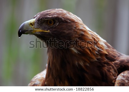 golden eagle bird. Golden Eagle bird of pray