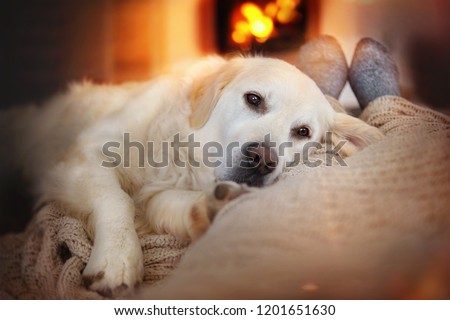 Dog lies in the living room in front of the fireplace with fire
