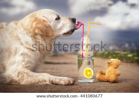 cute dog drinking lemonade with a teddy bear