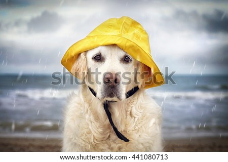 dog sitting and waiting with a yellow rain hat on his head