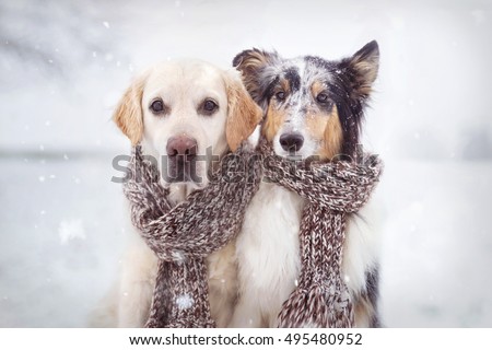 Two dogs sitting in snow next to each other and wearing a scarf