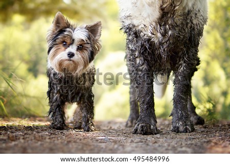 Muddy little dog stands next to a muddy big dog