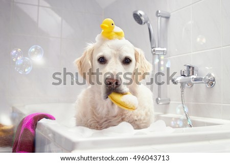 Dog sitting in bathtub with squeaker on his head and sponge in his mouth
