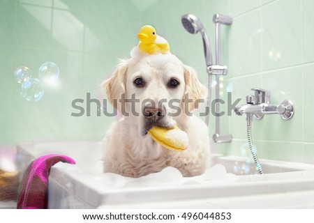 Dog sitting in bathtub with duck on her head and sponge in the mouth