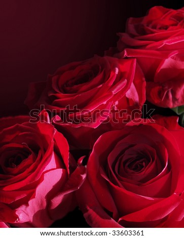 red roses on a dark background