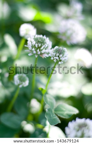 White clover. Shallow depth of field.