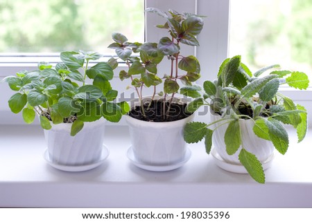 herbs on window
