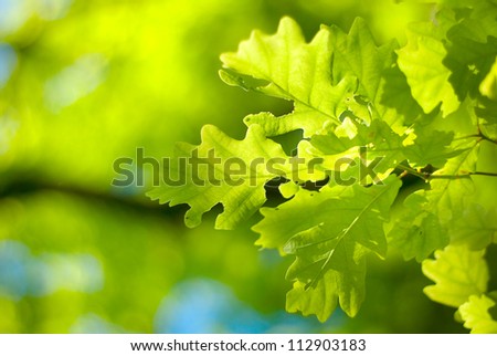 Young oak leaves. Background in shades of green for the design