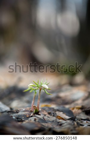 Wild spring wood Anemone (Anemone nemorosa)