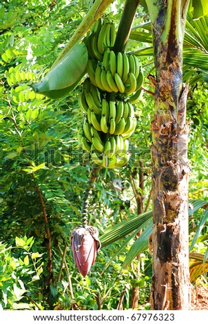 Banana plant with ripe bananas