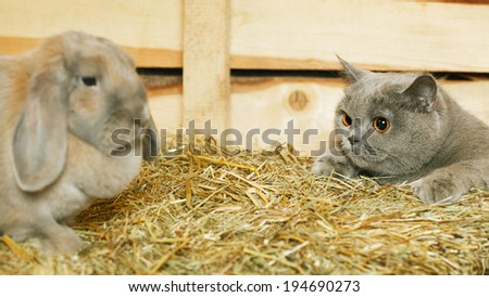 british shorthair cat and lop rabbit on hayloft