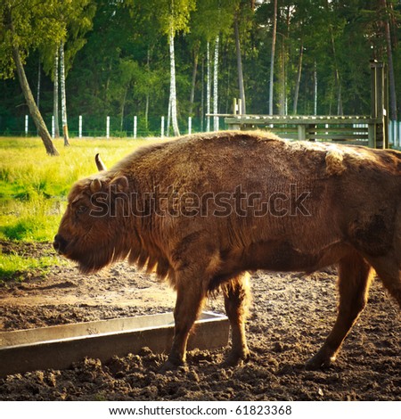 big aurochs in wildlife sanctuary