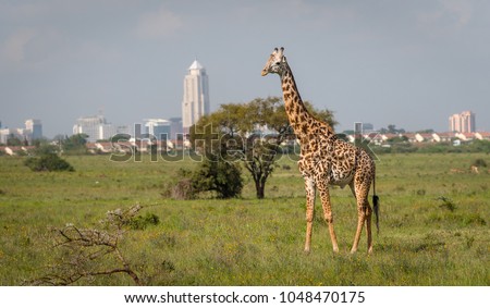Giraffe in Nairobi city the capital of Kenya. Nairobi national park. Architecture of Nairobi in the background of beautiful giraffe.